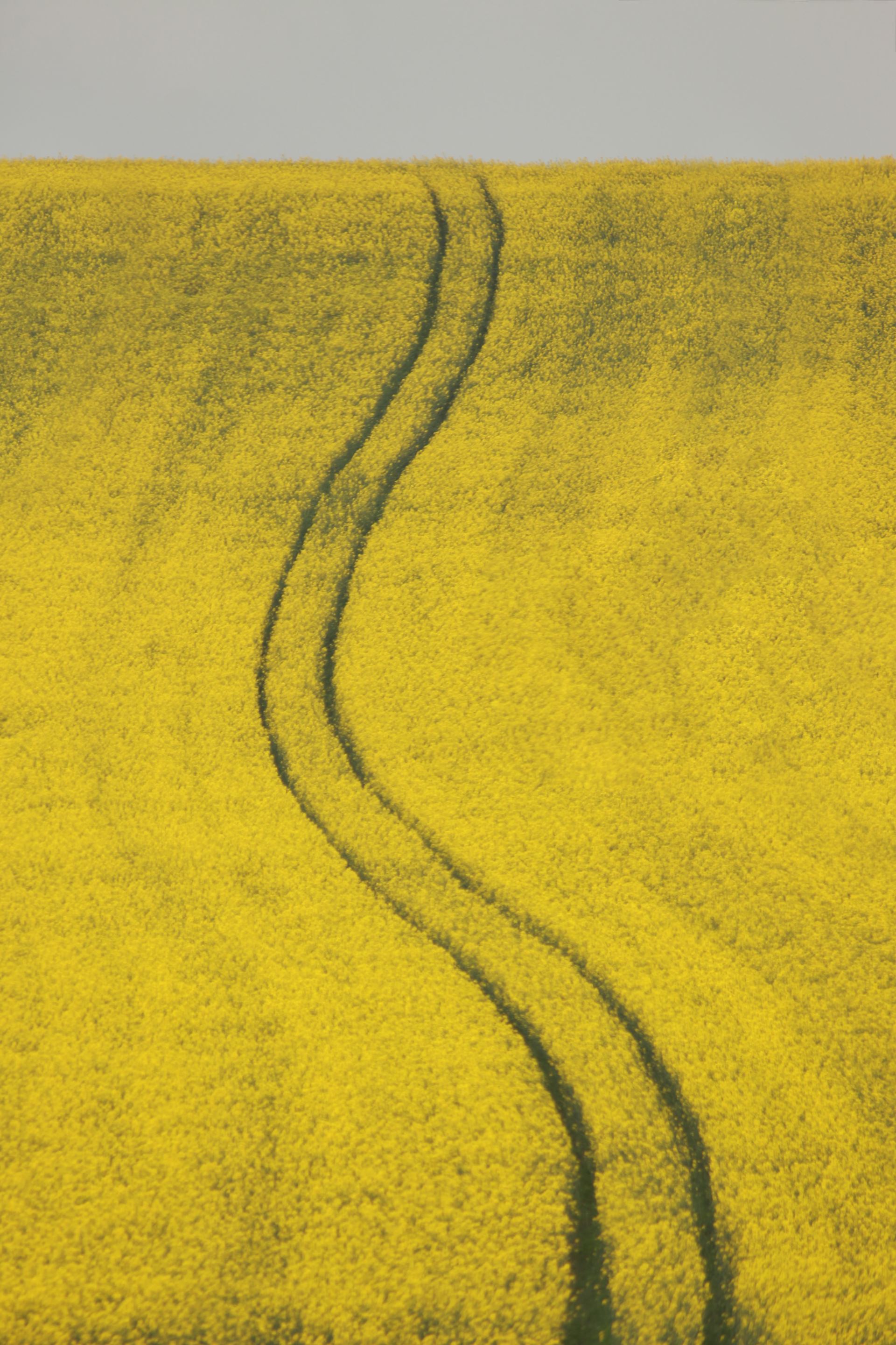 a close up of a green field